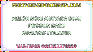 Melon Noni  Mutiara Bumi Produk Baru Kualitas Terjamin